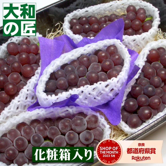 【5月下旬以降予定★】 父の日 種無しブドウの王様♪山梨県産 特選キングデラ[5房入り化粧箱] グルメ 果物 フルーツ ぶどう ブドウ 葡萄 父 義父 内祝 誕生日 御供 お供 お供え 御見舞 お見舞い サプライズ プレゼント  ギフト 手土産 贈り物 贈答用 お返し