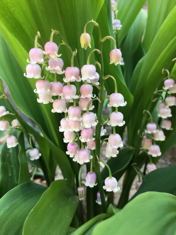 楽天市場】【送料無料】マユハケオモト ハエマンサス ピンク B : 片岡