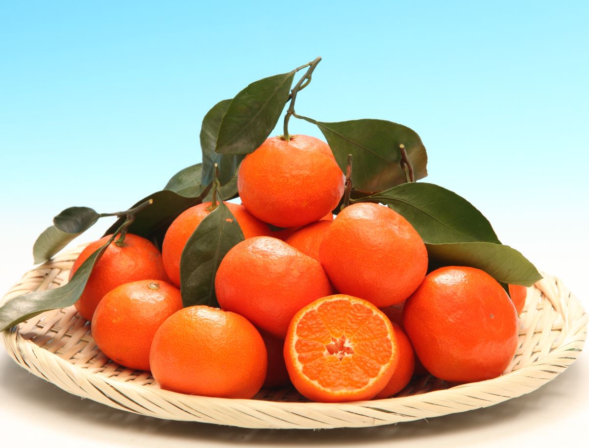 楽天市場】◇送料無料◇ みかん 苗木 【小原紅早生 （おばらべにわせ