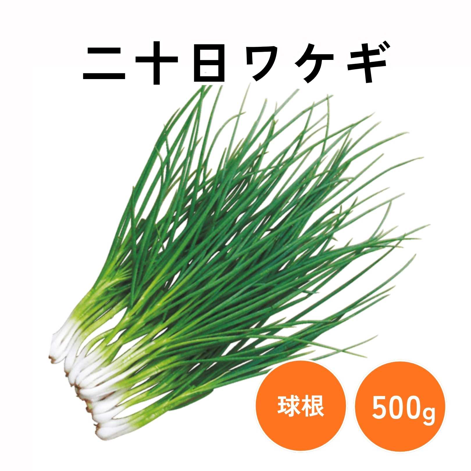 楽天市場】二十日ワケギ 球根 500g(40〜60球) 分葱 わけぎ ネギ ねぎ
