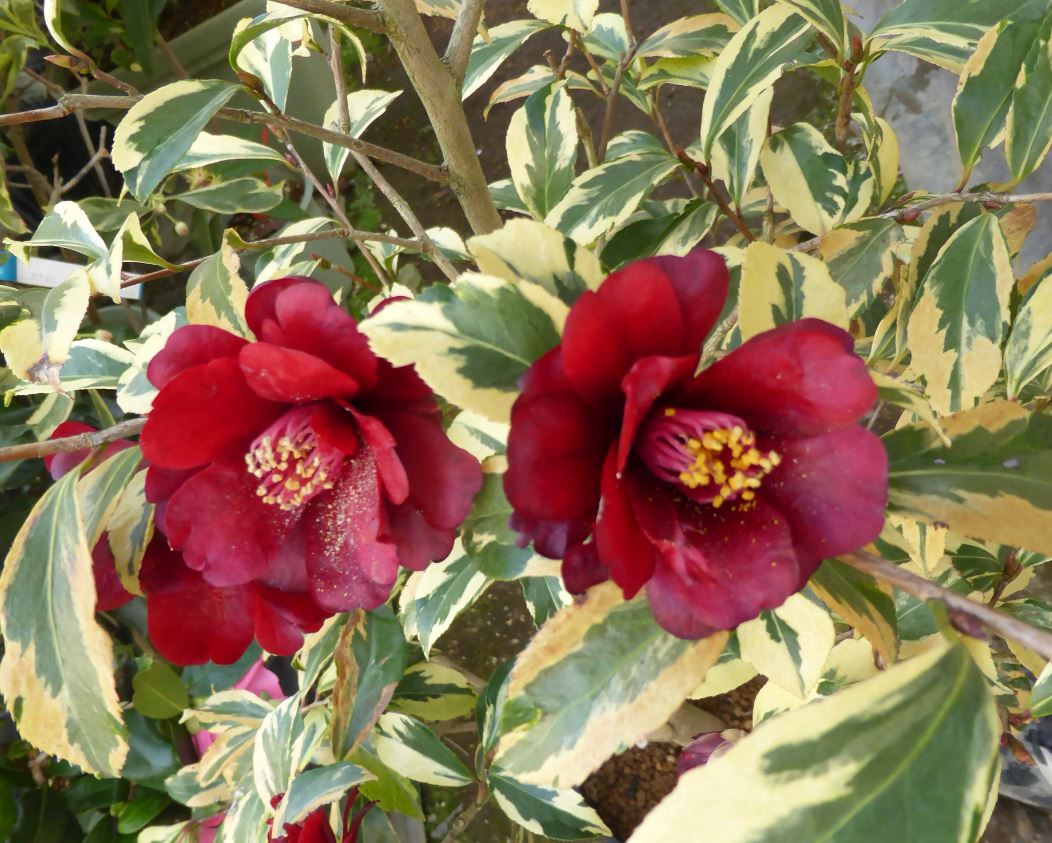 ツバキ 楽天市場】【現品発送M3189】椿（ツバキ）八重黒椿（ヤエクロツバキ）5