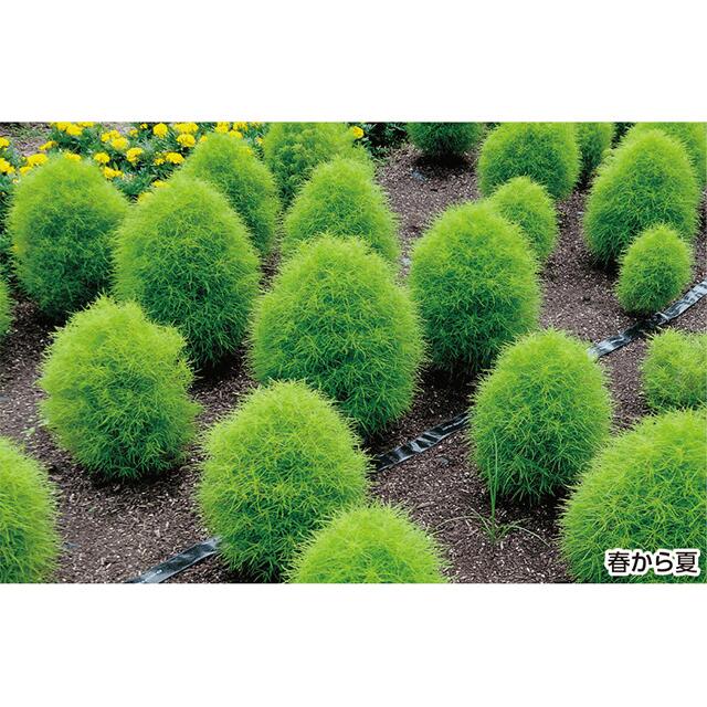 ほうき草さま専用 AZB169 化繊ほうき長柄 |おそうじのことならアズマ