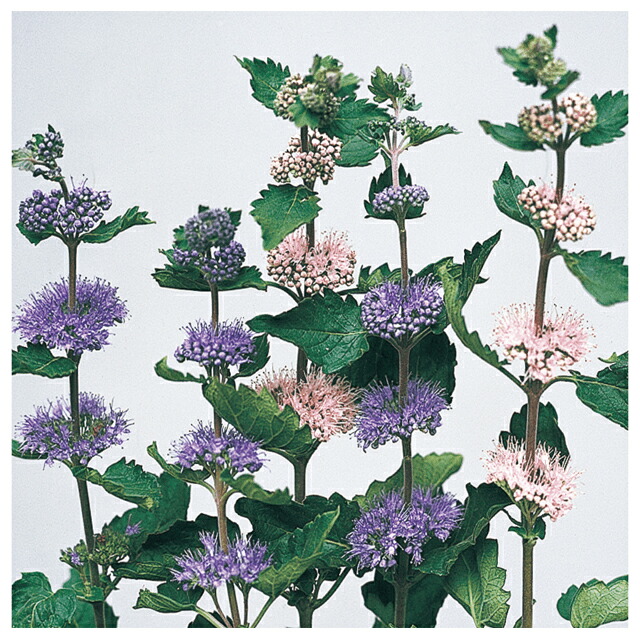 楽天市場】苗:姫桑(ひめくわ） : 遊恵盆栽 楽天市場店