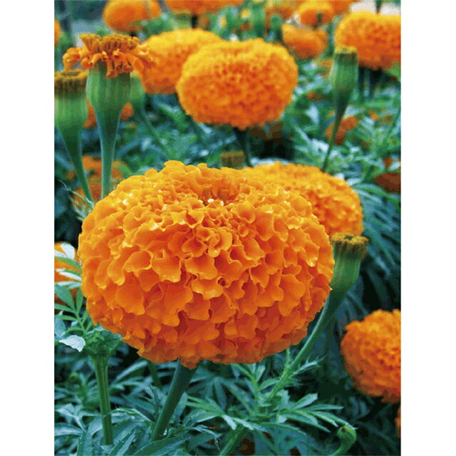 カンナ　クレオパトラ とシュトゥットガルト(小さい株のセット売り) カンナ クレオパトラ とシュトゥットガルト(小さい株のセット売り