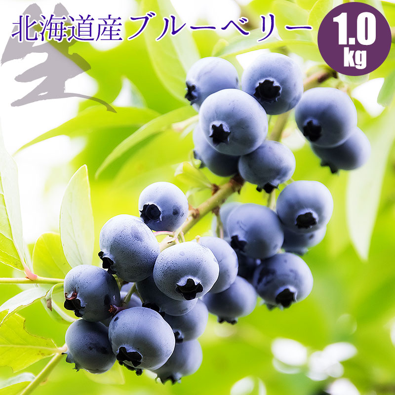 【予約】 ブルーベリー 生 １kg 北海道 ブルーベリー を 生 でお届け 生ブルーベリー 採れたてブルーベリー