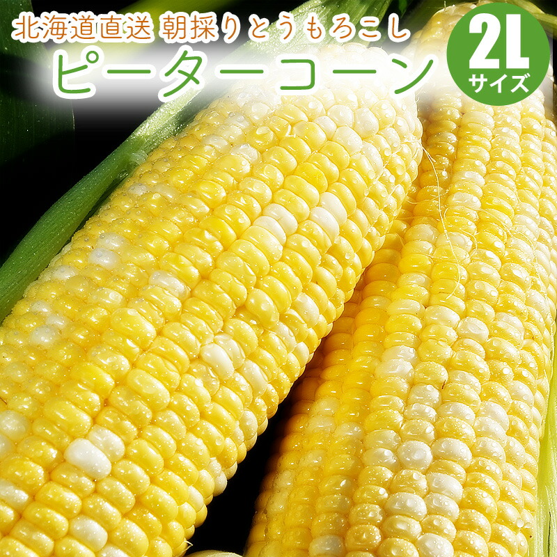 【予約】 とうもろこし ピーターコーン 北海道 産地直送 朝もぎ トウモロコシ ピーター 北海道産 バイカラー スイートコーン コーン とうきび 8月下旬頃より発送予定