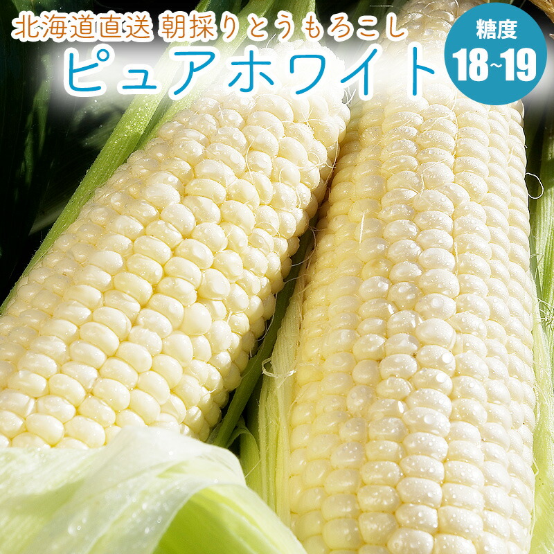 ゆん。明日発送！最後の一箱。朝採り　訳あり　とうもろこし　ホワイト 朝採りとうもろこし【ピュアホワイト】 2L~Lサイズ12~13本 〈訳
