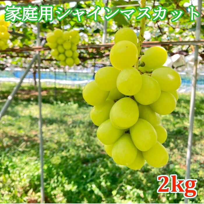 長野パープル4キロ家庭用 楽天市場】【ご家庭用】ナガノパープル4kg 長野県産 : 山崎果樹園