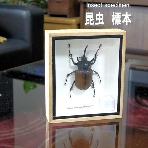 市場 宅配便送料無料 あす楽 昆虫の標本 ゴホンヅノカブトムシ