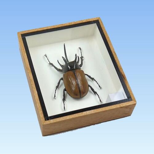 市場 宅配便送料無料 あす楽 昆虫の標本 ゴホンヅノカブトムシ