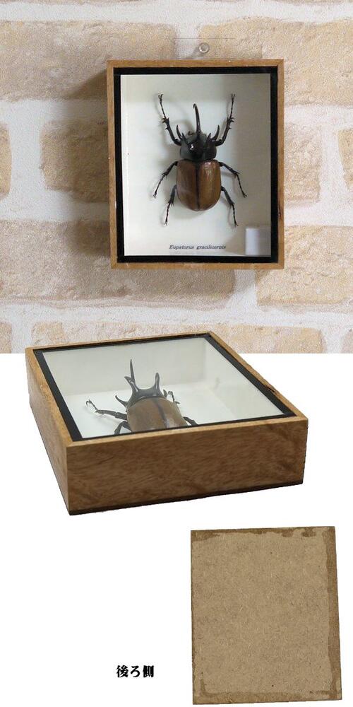 市場 宅配便送料無料 あす楽 昆虫の標本 ゴホンヅノカブトムシ
