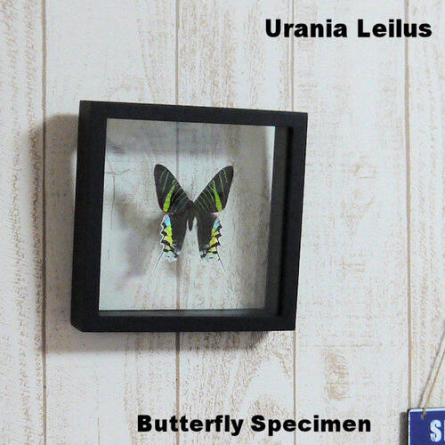 【宅配便送料無料】昆虫の標本　世界の蝶　ナンベイアオツバメガ　Urania leilus【Day flying moth】 両側ガラスケース　３Dタイプ