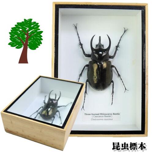 市場 宅配便送料無料 コーカサスオオカブト 大 昆虫の標本 あす楽
