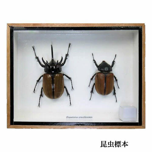 楽天市場】昆虫の標本 バラデバ マルバネクワガタ neolucanus baladeva : まんまるアジア 柳ヶ瀬雑貨店