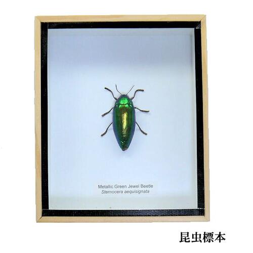 楽天市場】【あす楽】昆虫の標本 オオハビロタマムシ catoxantha oqulenta 【ivory banded emerald jewel  beetle】 : まんまるアジア 柳ヶ瀬雑貨店