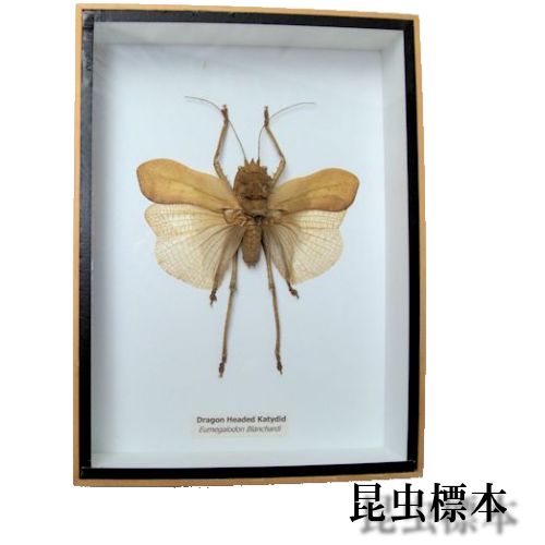 昆虫の標本　ドラゴンヘッド　キリギリス　Dragon headed katydid（eumegalodon blanchardi）