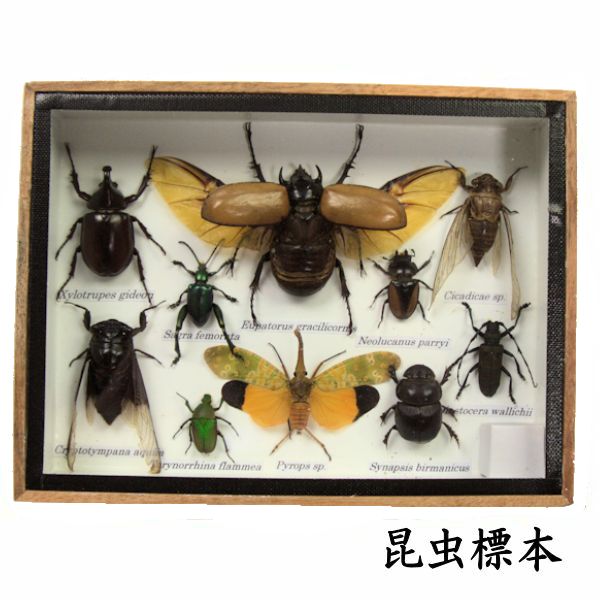 楽天市場】昆虫の標本 ツヤクワガタエレガンス Odontolabis