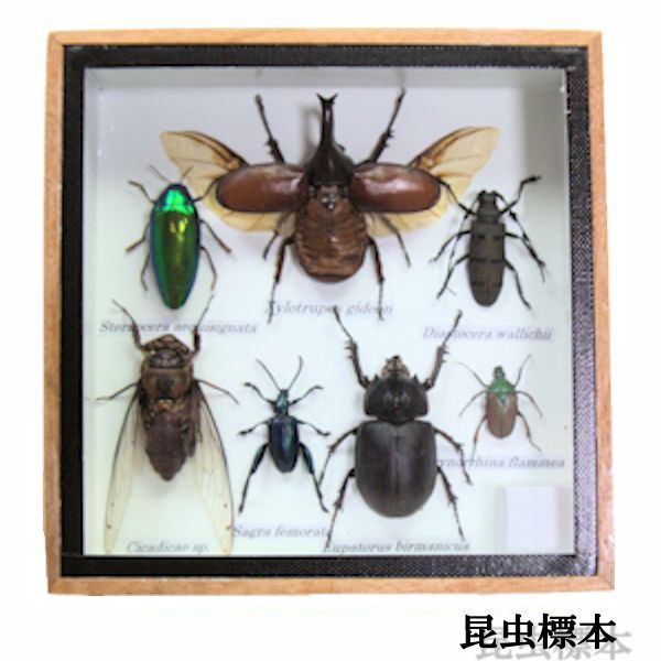 楽天市場】昆虫の標本 ツヤクワガタエレガンス Odontolabis