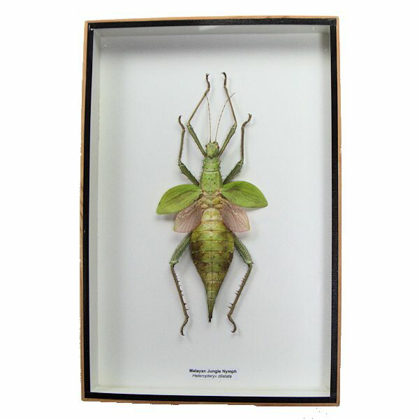 楽天市場】昆虫の標本 オオルリタマムシ Magaloxantsa bicolor