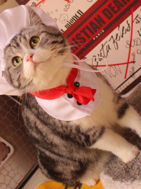 ペット用 服 帽子 バンダナ セット 犬 猫 コスプレ 料理人 シェフ かわいい ポリエステル 白色 小型 中型犬
