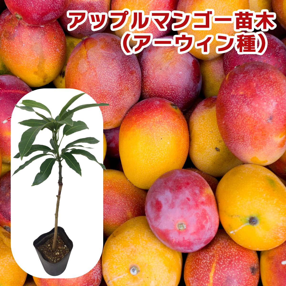 楽天市場】マンゴー 苗 紅龍 6号鉢 送料無料 アップルマンゴー 接木苗