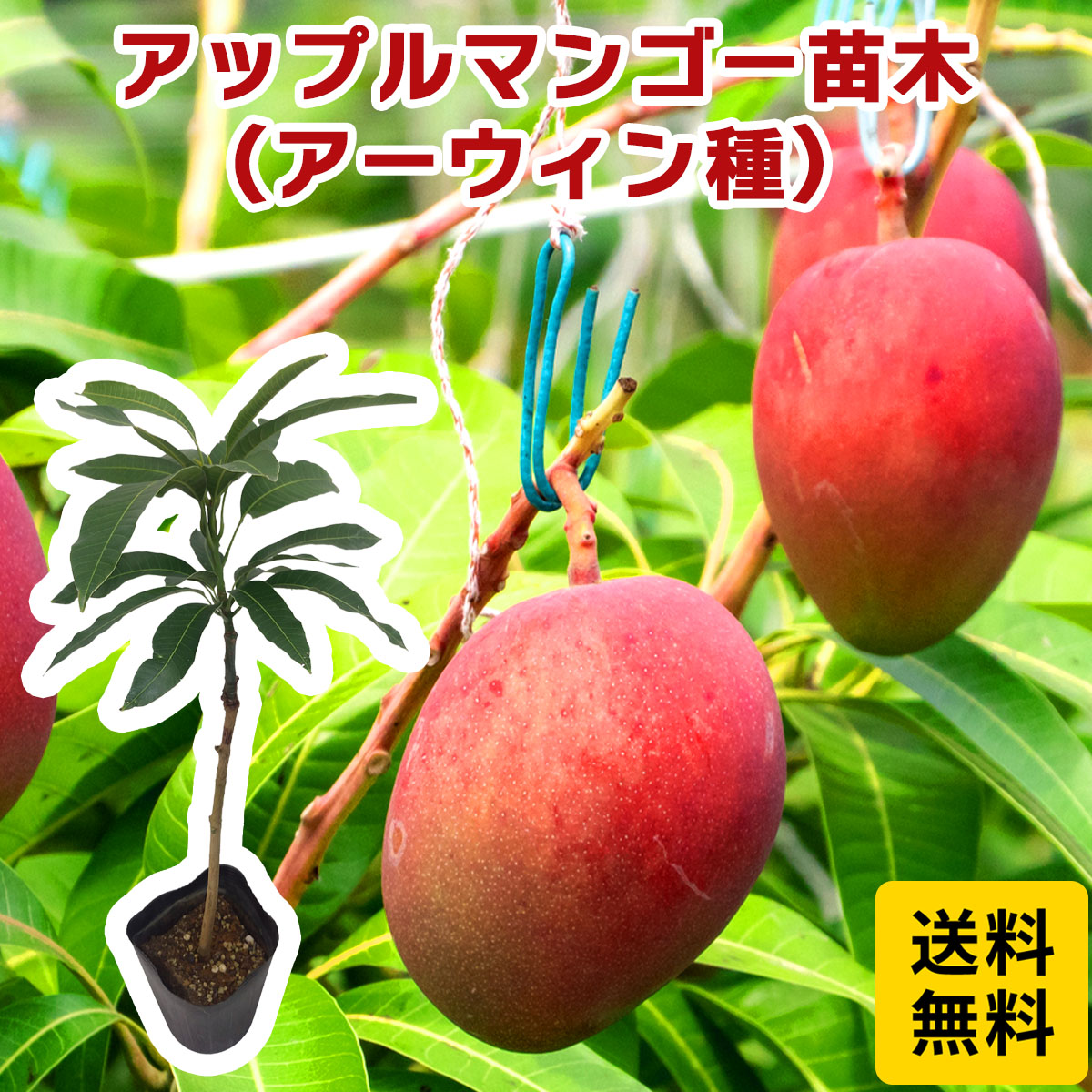 楽天市場】アップルマンゴー苗（アーウィン種）接木苗 マンゴー専用の