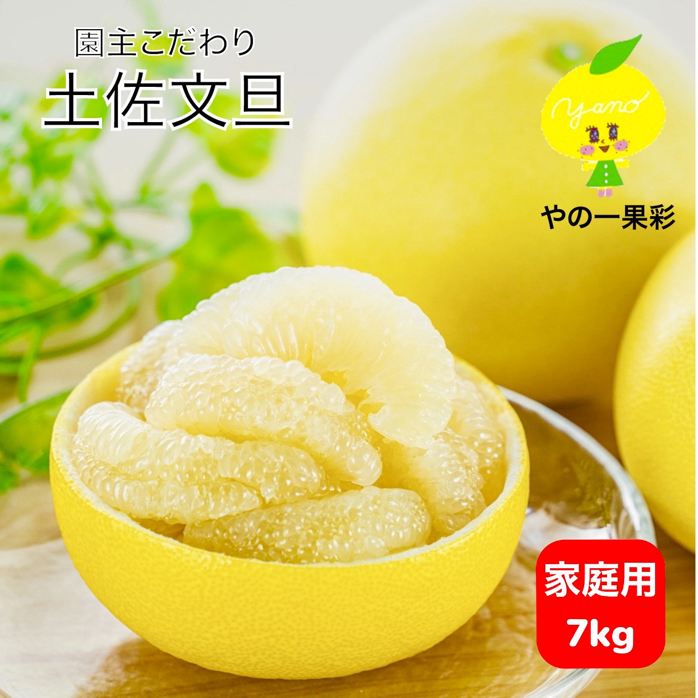 HOT限定セール今だけ2500円　美味しい土佐文旦(≧∀≦)44 果物