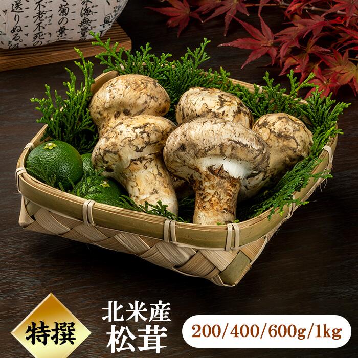 長野県産　松茸　238g 楽天市場】＜11月下旬まで＞国産 松茸 約500g 木箱入り 長野県産