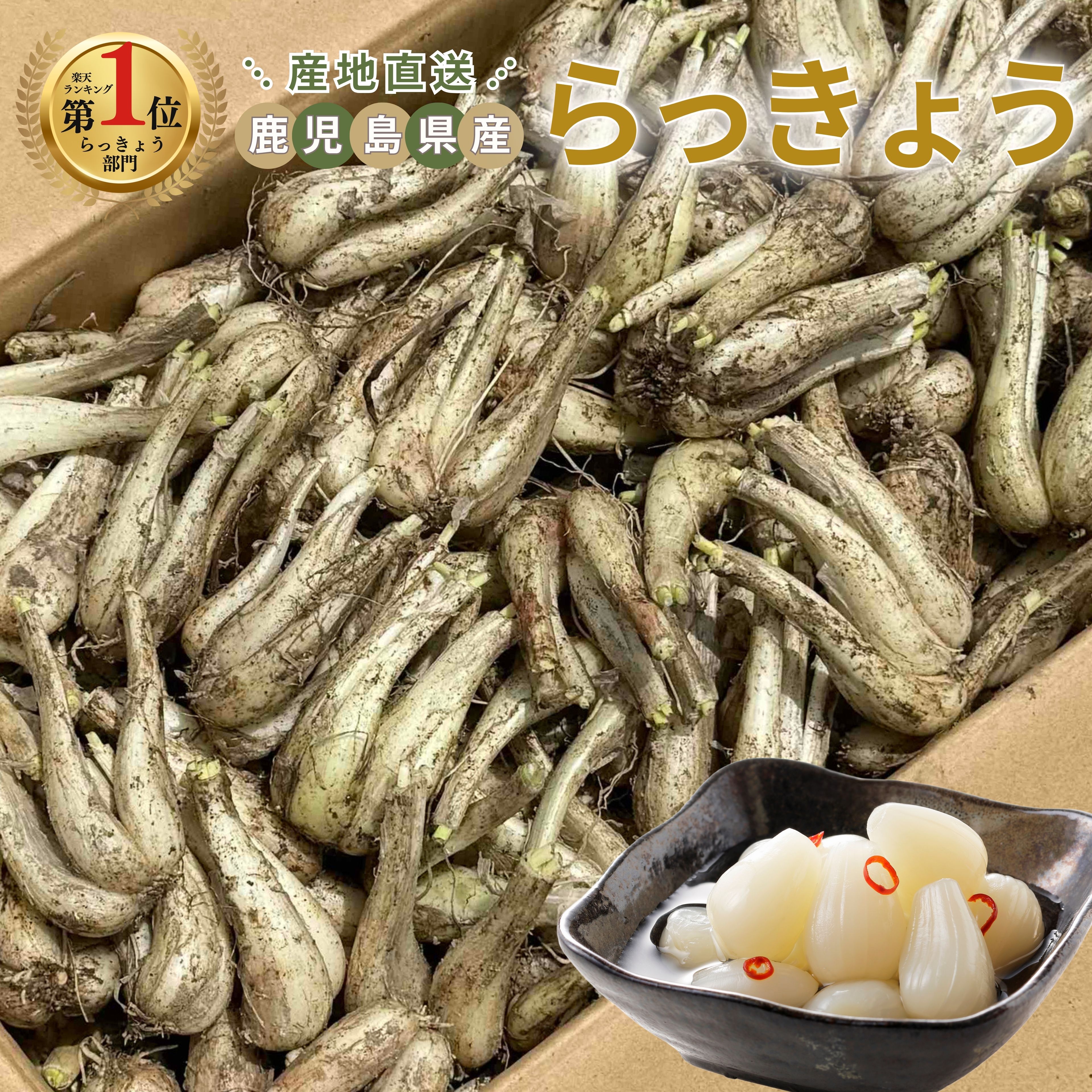 【鳥取県産】 根付き 砂丘らっきょう 10kg 混合 ラッキョ ラッキョウ 鳥取県産】 根付き 砂丘らっきょう 10kg 混合 ラッキョ ラッキョウ