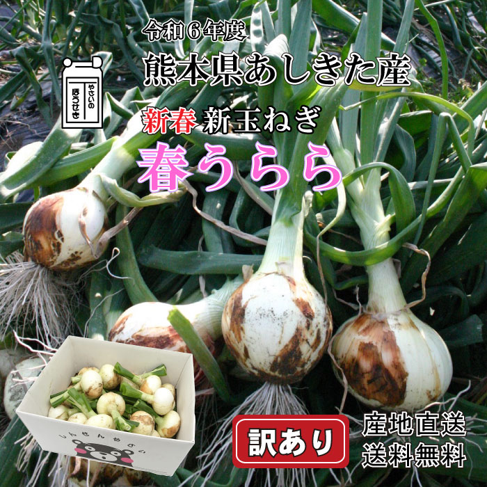 楽天市場】新玉ねぎ【5kg】【7kg】『訳あり』 新春 令和6年度産 新