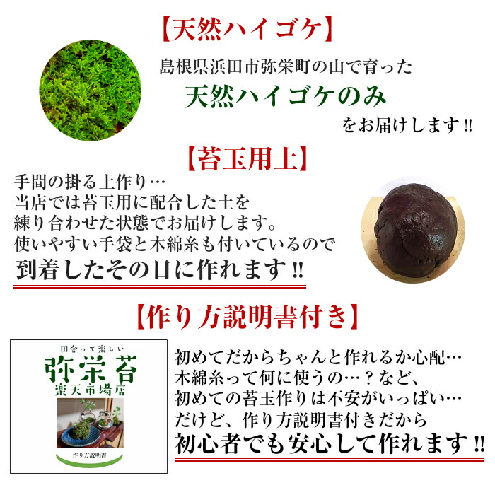 楽天市場 苔 苔玉 キット 初心者 簡単 天然 苔玉キット 直径約8cm 中サイズ 10個セット 敬老の日 ワークショップ イベント 弥栄苔 楽天市場店