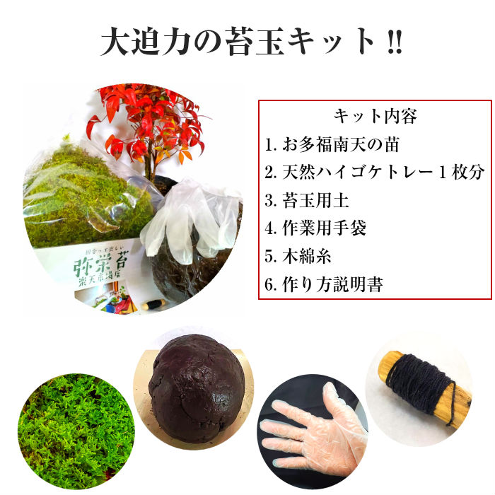 楽天市場 苔玉 キット 挑戦 母の日 特大 苔玉キット 南天 手作り 天然 コケタマ 材料 作り方 説明書付 こけ コケガール コケ こけたま 弥栄苔 楽天市場店