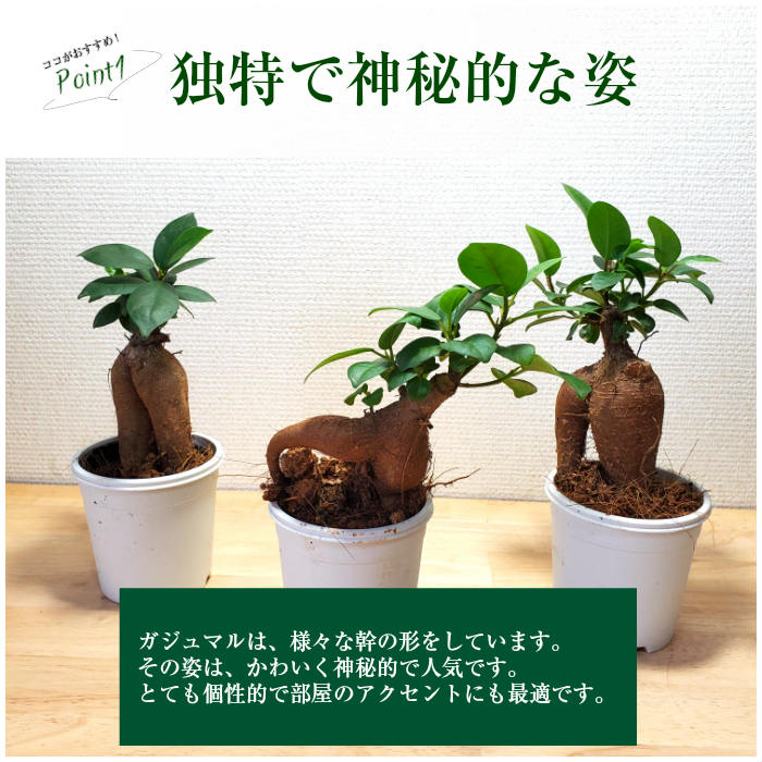 楽天市場 苔玉 敬老の日 プレゼント 手作りキット ガジュマル 苔玉キット 弥栄苔 楽天市場店