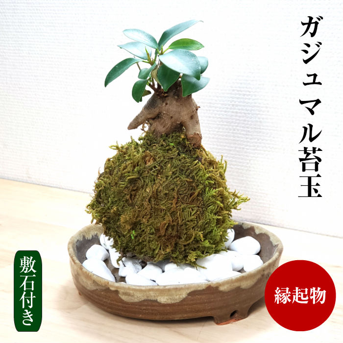 楽天市場 苔 苔玉 ガジュマル 誕生日 ガジュマル苔玉 観葉植物 インテリア 苔 弥栄苔 楽天市場店