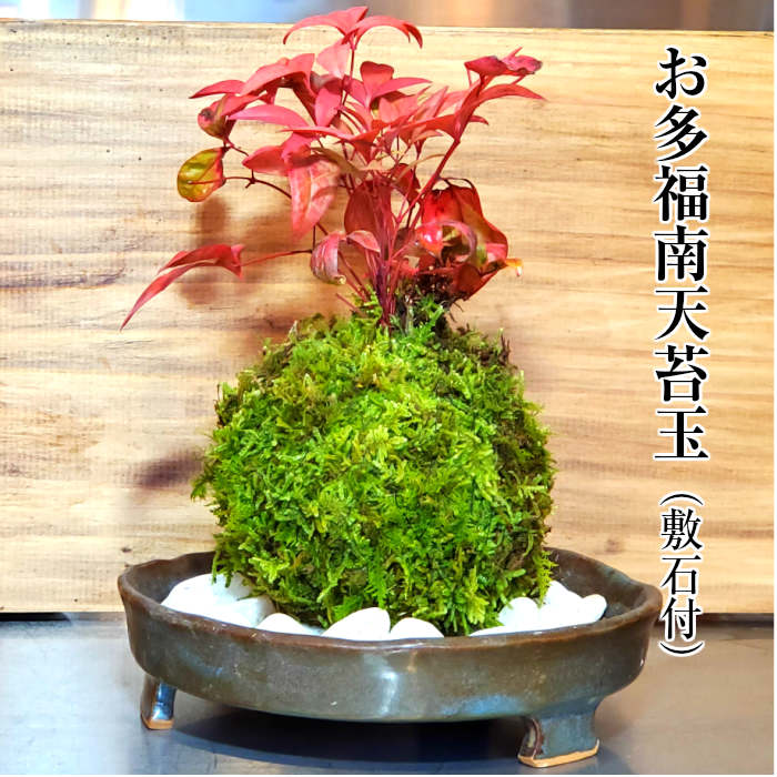 代引き人気 苔 苔玉   苔盆栽 ハイゴケ苔玉 Lサイズ12cm