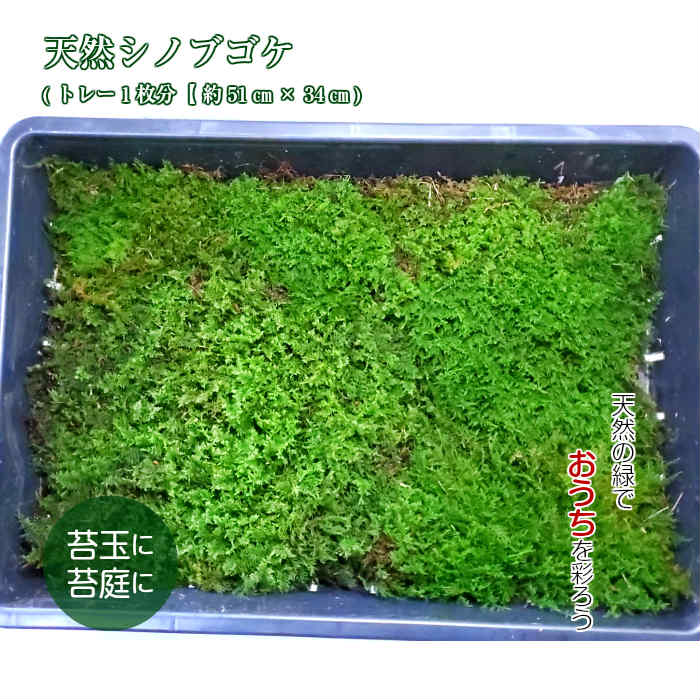 楽天市場 苔玉 苔 シノブゴケ 観葉植物 天然シノブゴケトレー1枚分 約51cm 34cm 苔テラリウム テラリウムウム 弥栄苔 楽天市場店