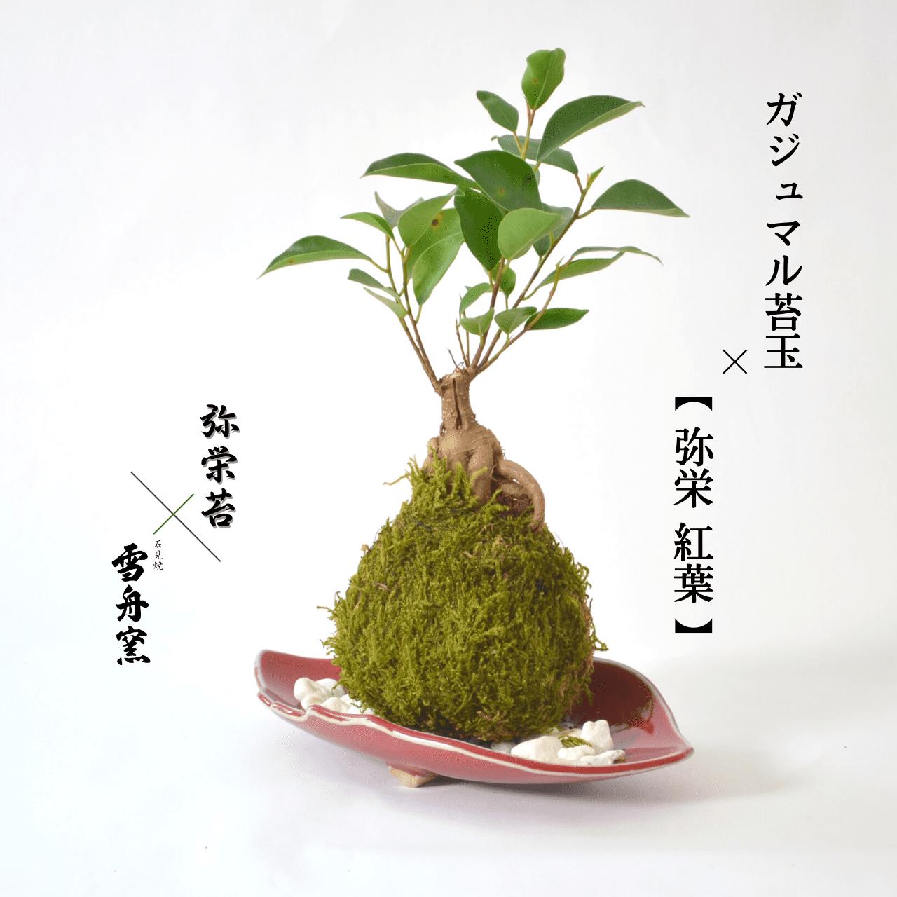 楽天市場 ハロウィン 苔 苔玉 キット 縁起物苔玉キット 2個セット 弥栄苔 楽天市場店