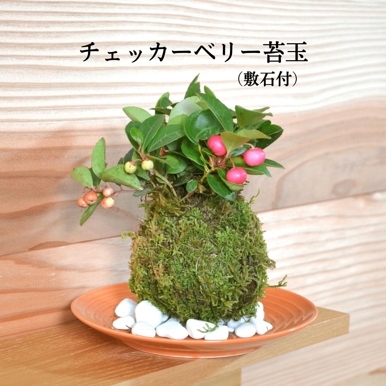 楽天市場】苔 ハイゴケ 苔玉 苔盆栽 【 天然 ハイゴケ 1パック分