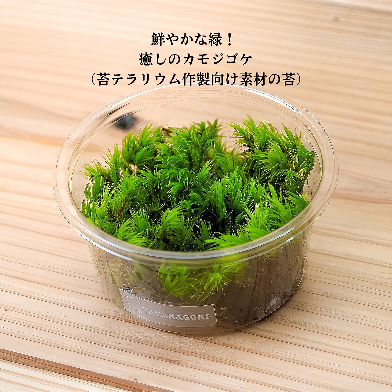 楽天市場】【ハイゴケ属】はいごけ（這い苔）1パック : 産直花だん屋