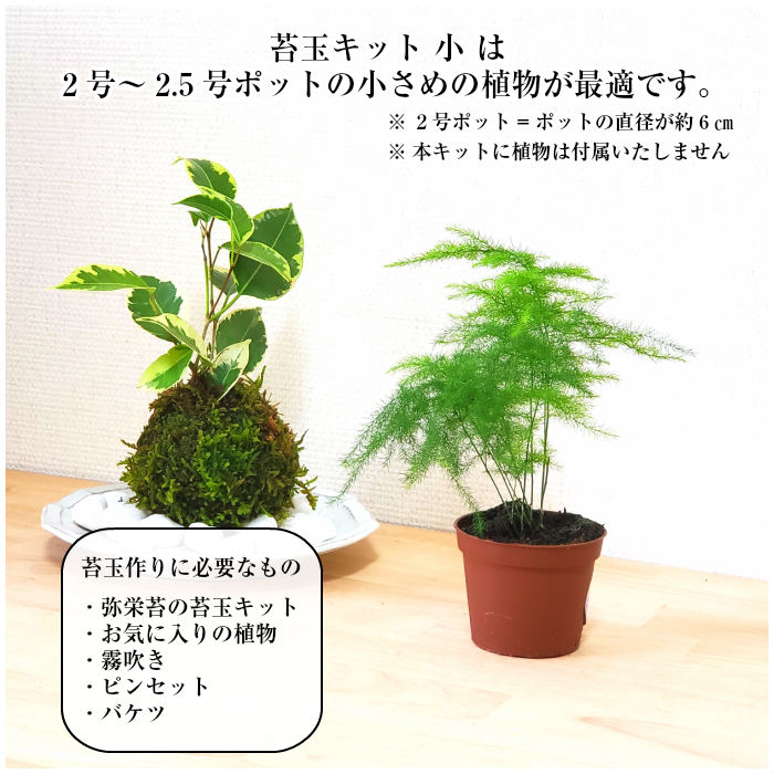 楽天市場 苔玉 苔 苔玉キット 1000円ポッキリ 苔玉キット 小 弥栄苔 楽天市場店