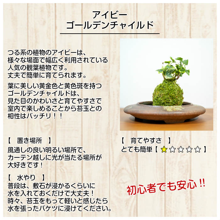 楽天市場 10 Off 苔玉 キット 苔 敬老の日 簡単 苔玉キット アイビー ゴールデンチャイルド 弥栄苔 楽天市場店