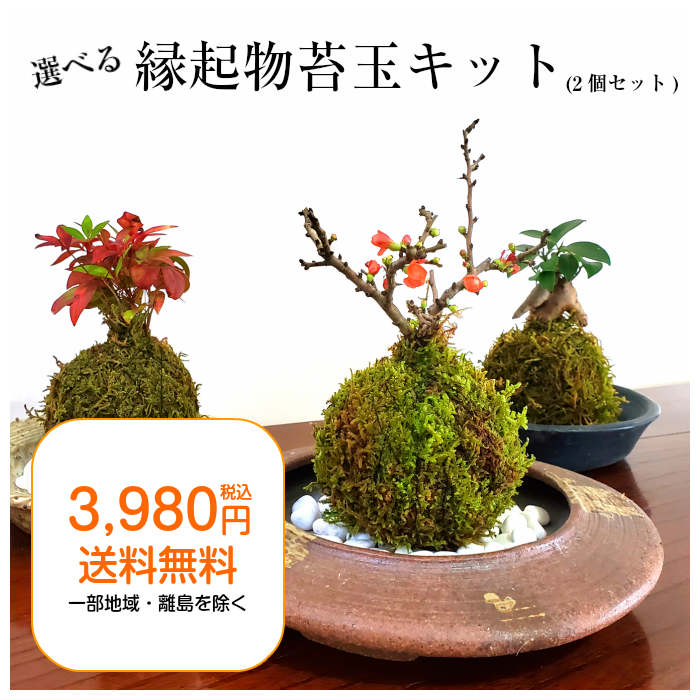 楽天市場 苔玉 苔 お中元 御中元 選べる縁起物苔玉キット 2個セット 弥栄苔 楽天市場店