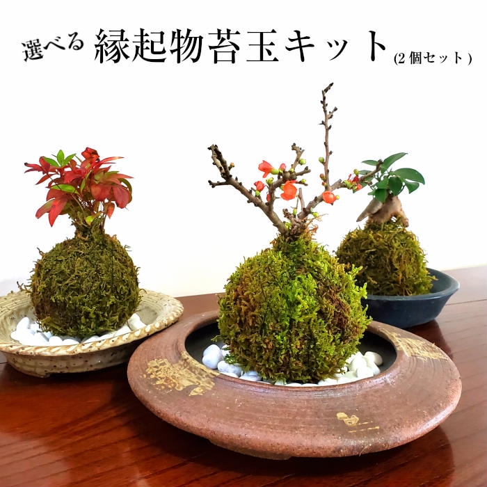 ホワイトデー 苔 苔玉 キット こけ 縁起物苔玉キット 2個セット