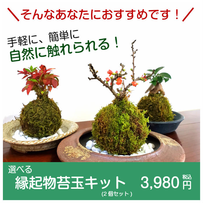 楽天市場 苔 苔玉 キット 敬老の日 選べる縁起物苔玉キット 2個セット 弥栄苔 楽天市場店