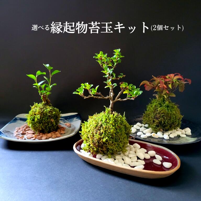 楽天市場】苔 ハイゴケ 苔玉 苔盆栽 【 天然 ハイゴケ 1パック分