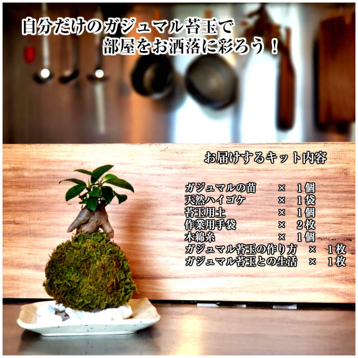 楽天市場 苔玉 敬老の日 プレゼント 手作りキット ガジュマル 苔玉キット 弥栄苔 楽天市場店