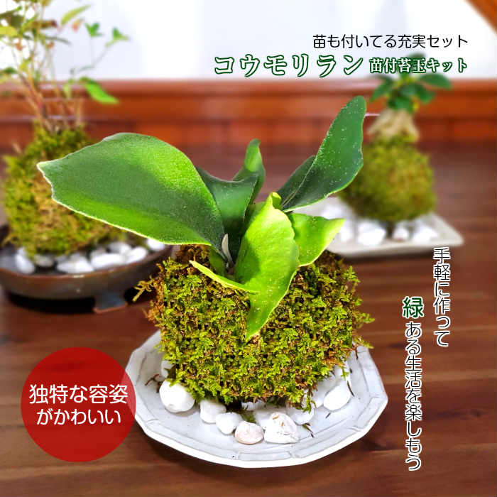 楽天市場 苔玉 苔 苔玉キット ハイゴケ コウモリラン ネザーランド 苗付 苔玉キット ビフルカツム クリスマス 弥栄苔 楽天市場店