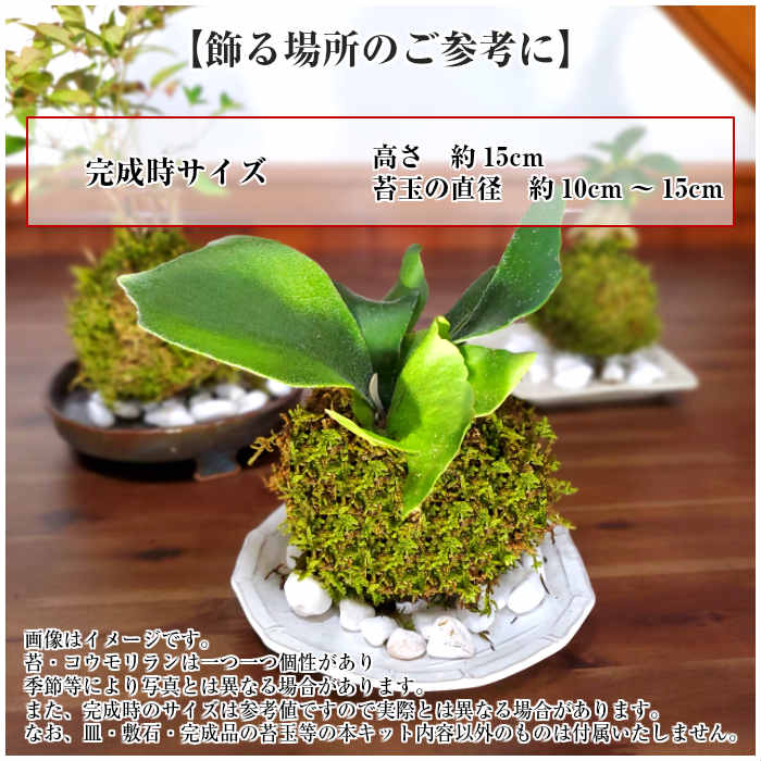 楽天市場 苔 苔玉 コウモリラン ビカクシダ コウモリラン ネザーランド 苗付 苔玉キット ビフルカツム クリスマス 弥栄苔 楽天市場店