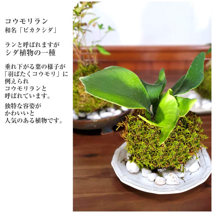 楽天市場 苔玉 苔 苔玉キット ハイゴケ コウモリラン ネザーランド 苗付 苔玉キット ビフルカツム クリスマス 弥栄苔 楽天市場店