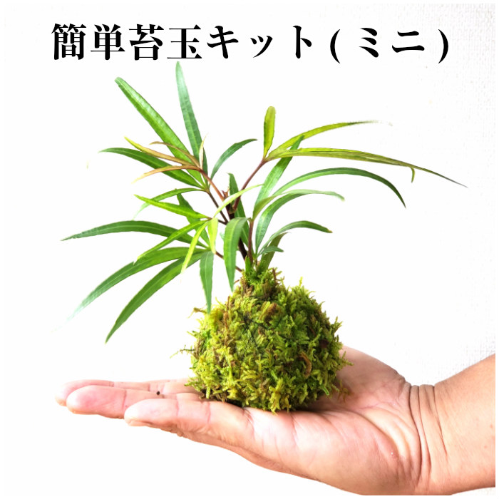 楽天市場】苔遊 もみじ 苔玉！！【販売期間 3月〜11月】 苔遊